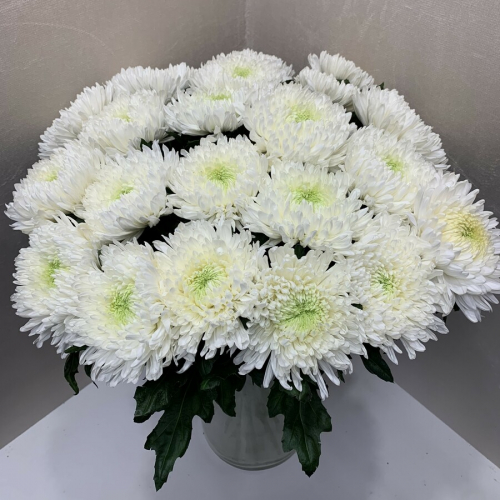 Букет белых одноголовых хризантем (Поштучно)