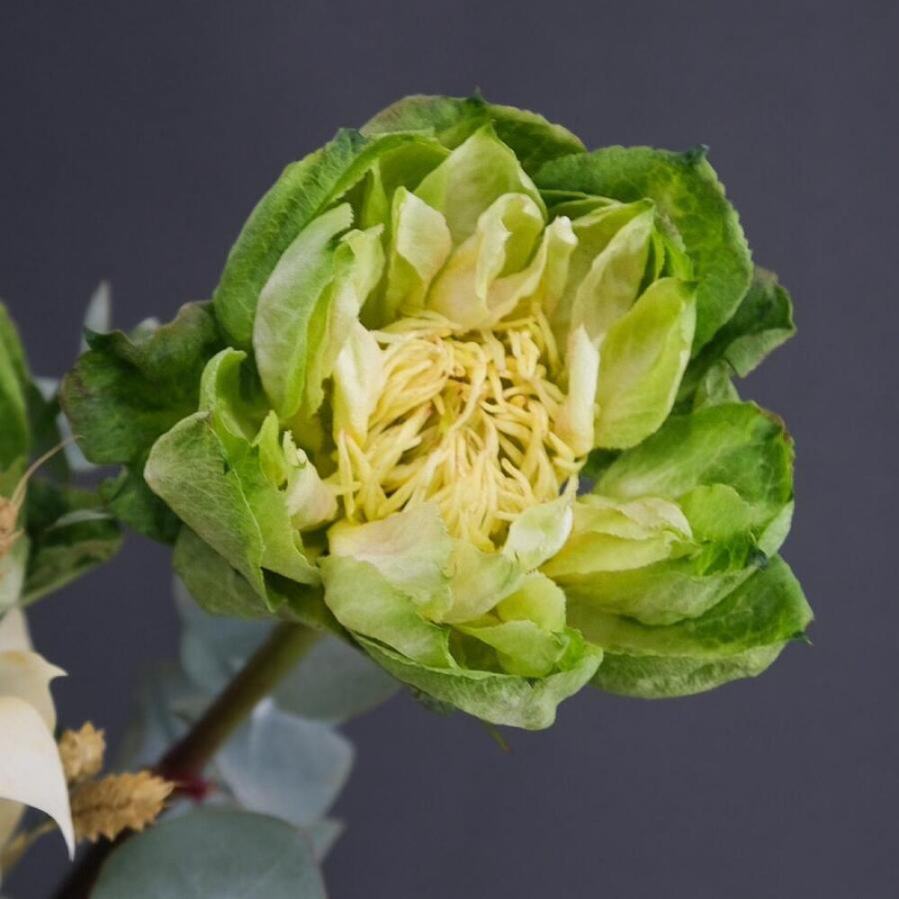 9 пионовидных роз Veggie (Изображение 3)
