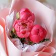 Пионы «Coral Charm» 3шт