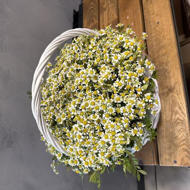 Корзина с ромашками «Sunny day»