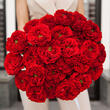 Роза пионовидная «Red Monster» 25шт