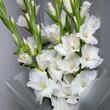 Гладиолусы WHITE 7шт