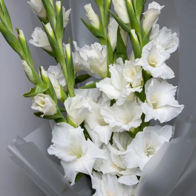 Гладиолусы WHITE 7шт