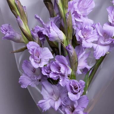 Гладиолусы LAVENDER 7шт