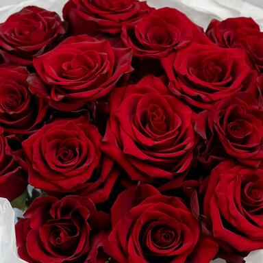 Красные розы «Explorer» 15шт