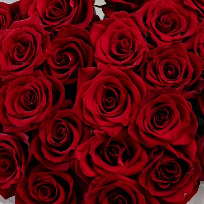 Красные розы «Explorer» 25шт