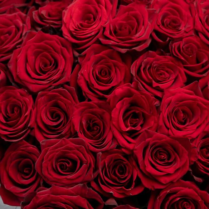 Красные розы «Explorer» 51шт