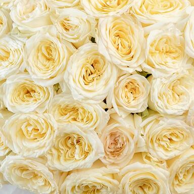 Пионовидная Роза «Candlelight» 51шт