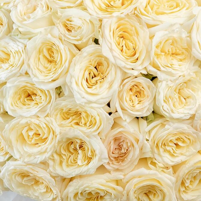 Пионовидная Роза «Candlelight» 51шт