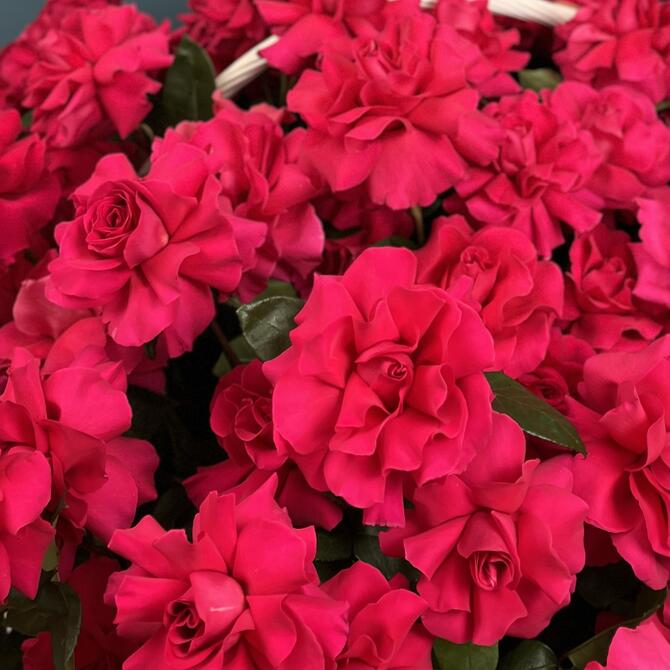 Французские розы «Pink Floyd» в корзине 151шт