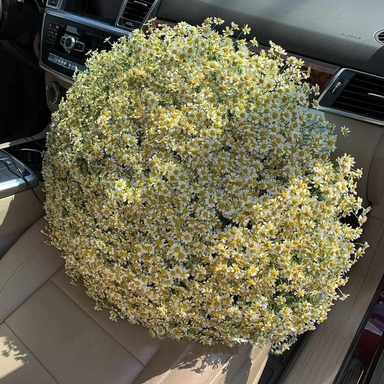 Кустовые ромашки 301шт