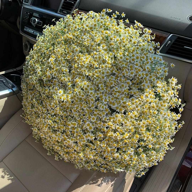 Кустовые ромашки 301шт
