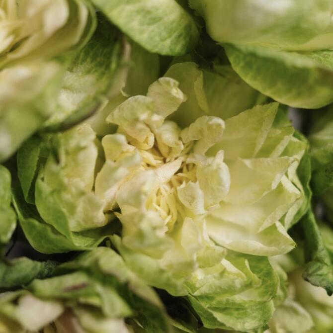 Premium розы Veggie 7шт