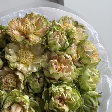 Премиум Розы "Veggie" 25шт