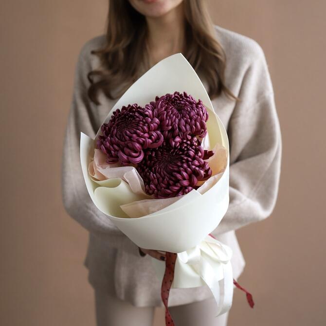 Хризантема Бигуди Wine 3шт