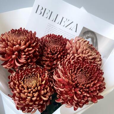 Хризантема Бигуди Brown 5шт