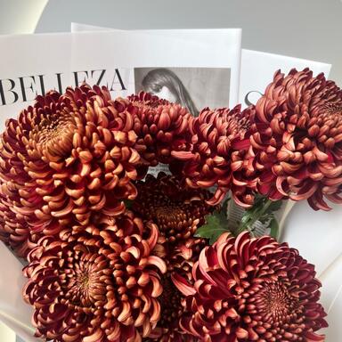 Хризантема Бигуди Brown 7шт