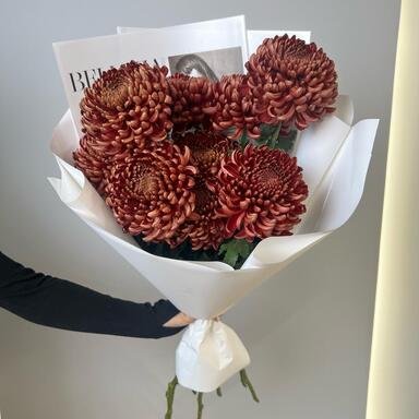 Хризантема Бигуди Brown 7шт