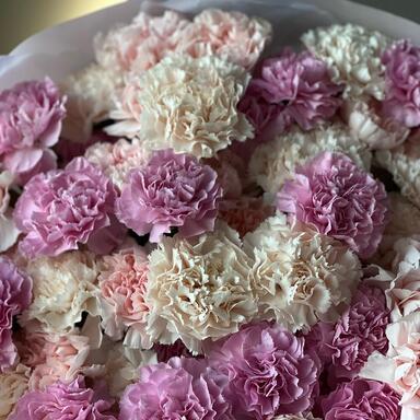 Нежные диантусы MIX 51шт