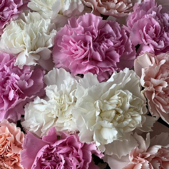 Нежные диантусы MIX 51шт