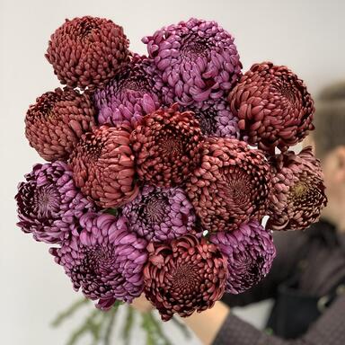 Хризантемы Бигуди MIX 15шт