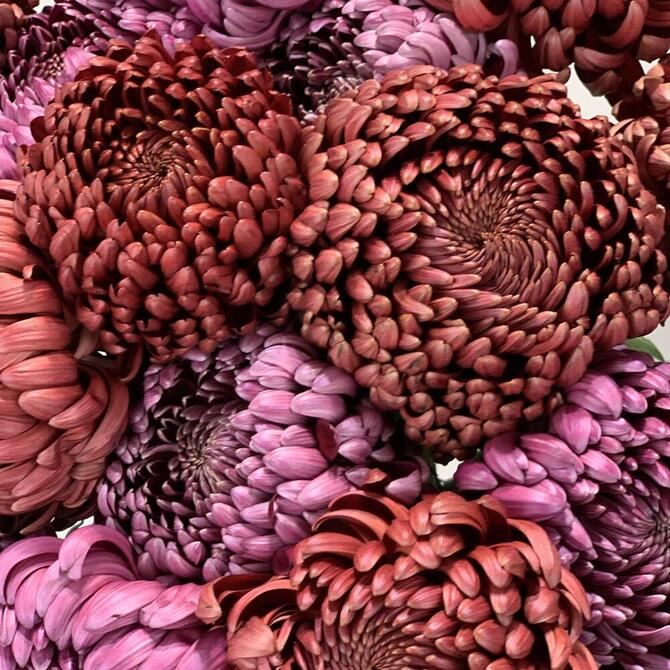 Хризантемы Бигуди MIX 15шт