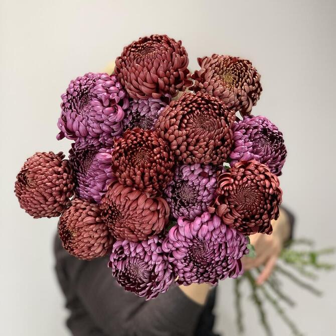 Хризантемы Бигуди MIX 15шт