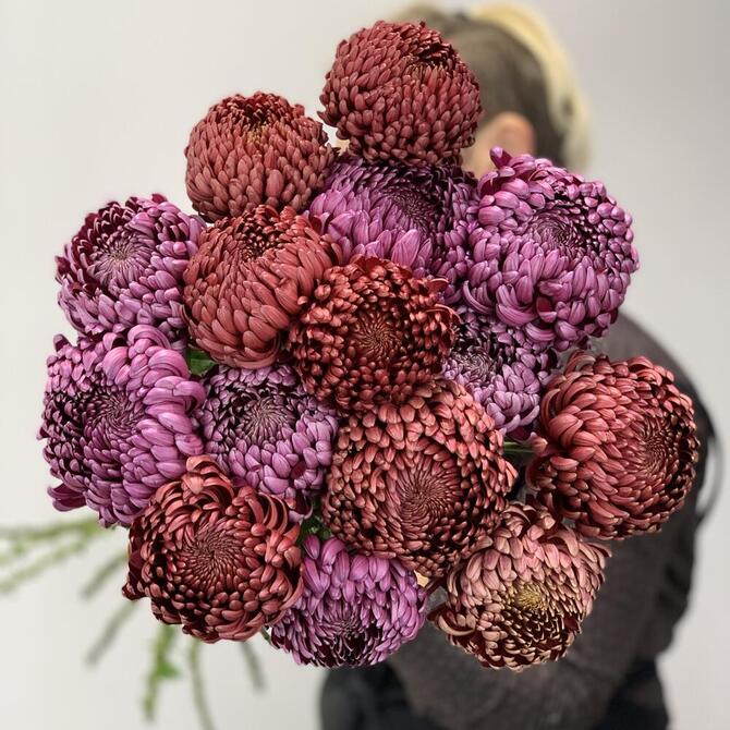 Хризантемы Бигуди MIX 15шт