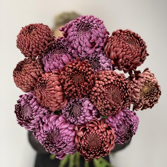 Хризантемы Бигуди MIX 15шт