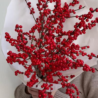 Монобукет красный илекс 5шт