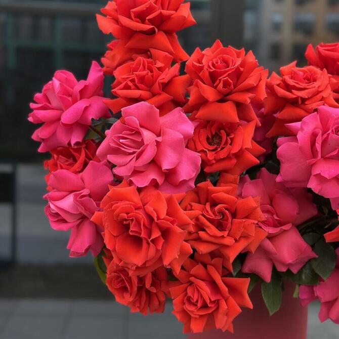 Романтичная композиция "Французские розы в коробке" PREMIUM