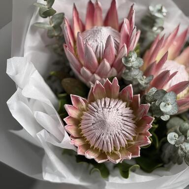 Экзотическая розовая протея 3шт