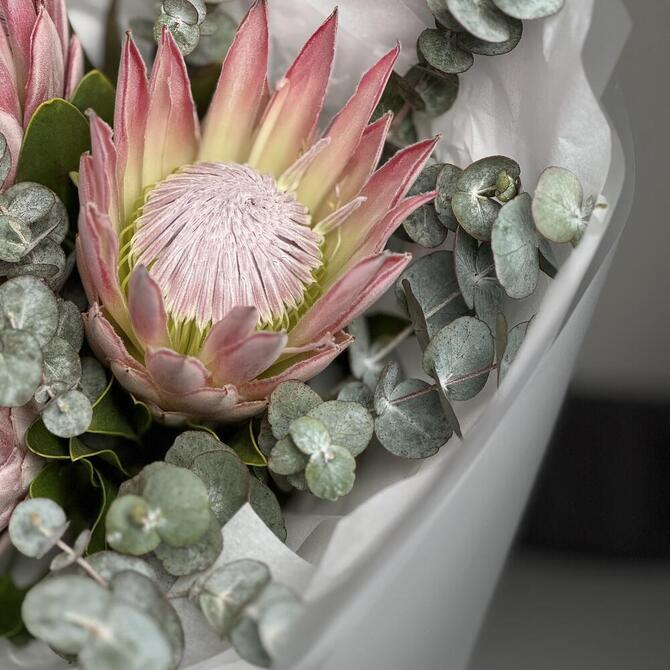 Экзотическая розовая протея 3шт