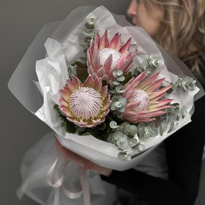 Экзотическая розовая протея 3шт