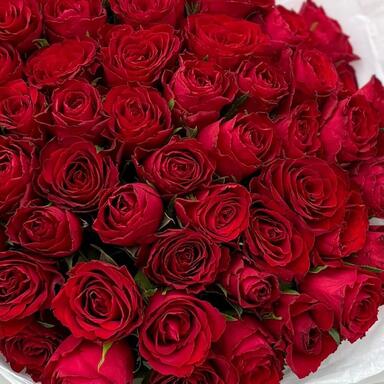 Красные розы 51 шт (40 см)