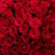 Красные розы 101 шт (40 см)