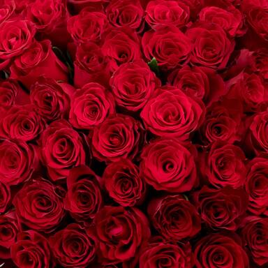 Красные розы 101 шт (40 см)