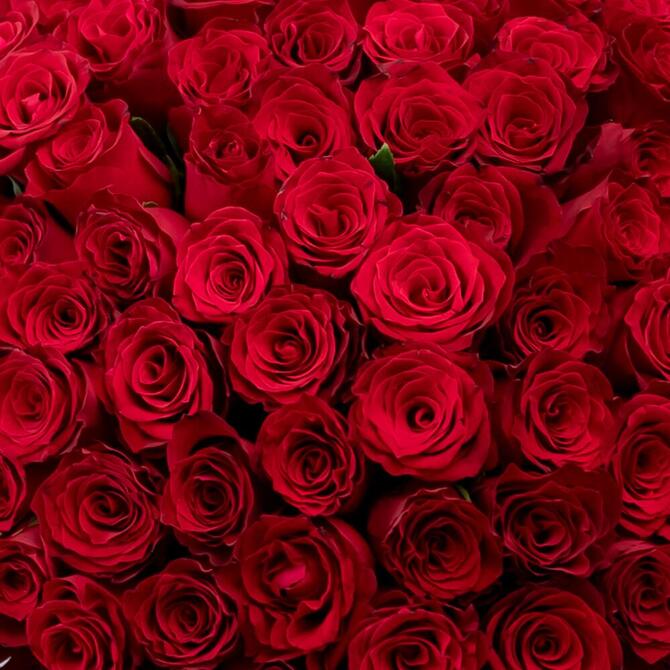 Красные розы 101 шт (40 см)