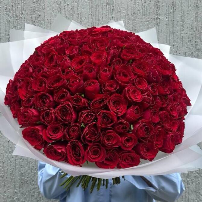 Красные розы 151 шт (40 см)