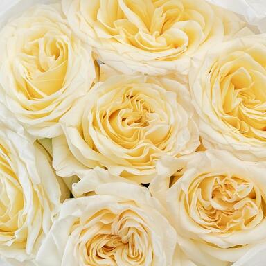 Пионовидная Роза «Candlelight» 7шт