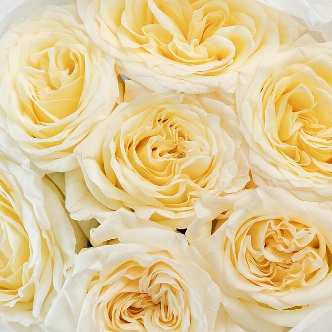 Пионовидная Роза «Candlelight» 7шт