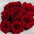 Красные розы «Explorer» 7шт