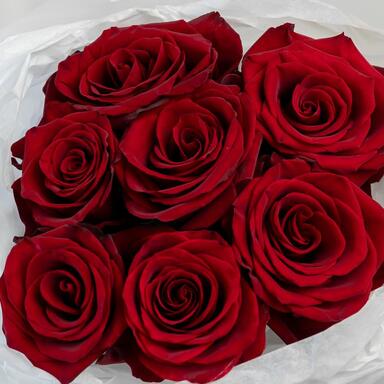 Красные розы «Explorer» 7шт