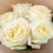 Пионовидная Роза «Candlelight» 5шт
