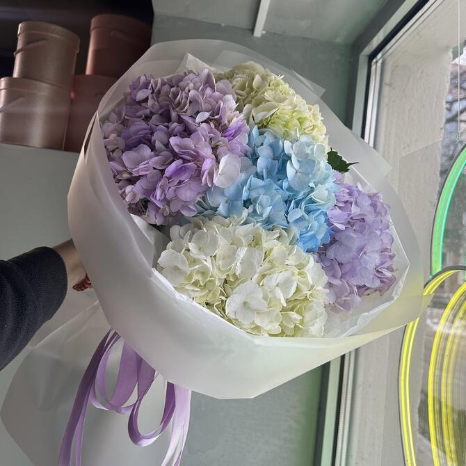 5 гортензий микс 