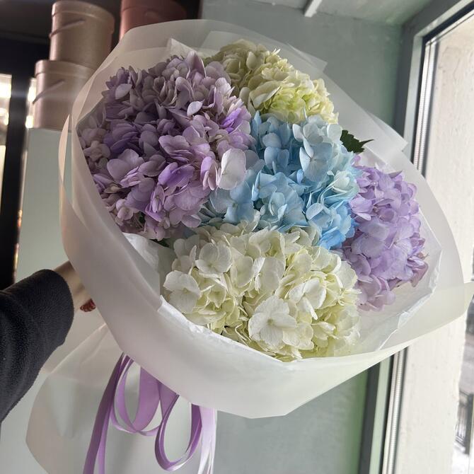 5 гортензий микс 