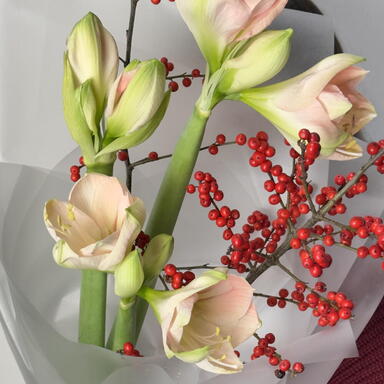 Амариллисы и илекс