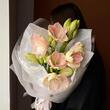 Амариллисы PINK 5шт