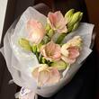 Амариллисы PINK 5шт