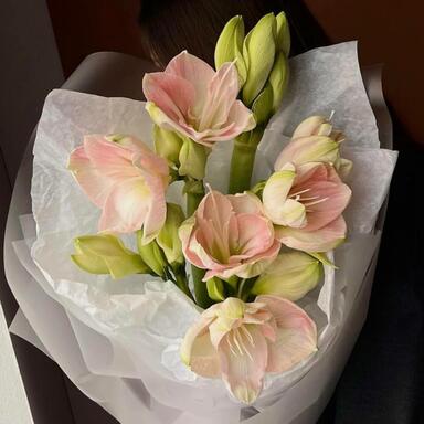 Амариллисы PINK 5шт